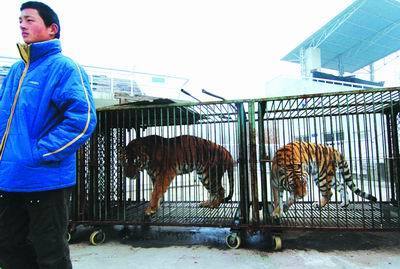 北京野生动物园老虎发狂扑咬驯兽员头颈拖行_新闻中心_新浪网