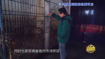 回顾!从十年到无罪!马戏团运输动物案背后