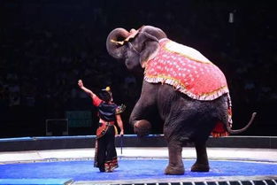 俄罗斯国际大马戏团首登宁波，宁波广播购邀您共赴疯狂动物派对