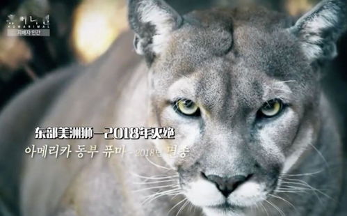 驯兽背后的真相 朴信惠掩面大哭与动物表演团的伦理反思