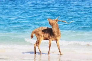 揭秘跟团游中的驯兽表演 你所不知道的那些事