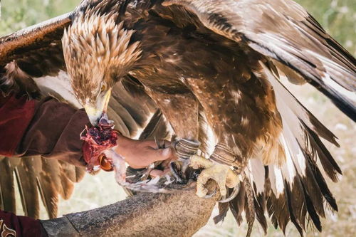 中亚古风雅筑 现实版《一千零一夜》中的驯兽表演团