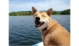 首届南沙宠物旅游节 无国界美食、黑科技与驯兽表演团共谱欢乐乐章