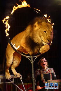 舞台之外的韵律 古埃及驯兽表演团中女性的日常生活