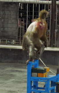 五一探访石家庄动物园 驯兽表演背后的欢乐与思考