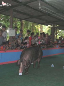 与妈妈的泰国之旅 当传统团队游遇上别样驯兽表演团