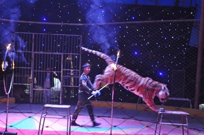 驻马店老北京庙会全攻略 逛庙会、看马戏、赏灯海，驯兽表演团引爆欢乐热潮